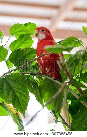 Rosella Parrot Color Ruby Sitting On A Branch Of A Chinese Rose.