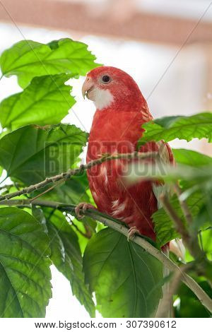 Rosella Parrot Color Ruby Sitting On A Branch Of A Chinese Rose.