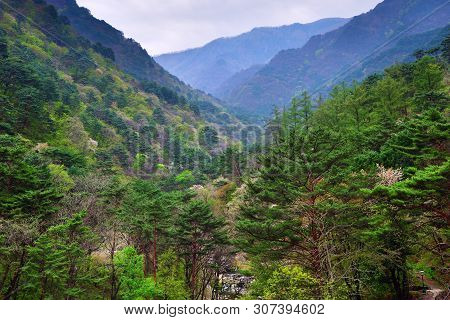 Myohyangsan Mountain Landscape. Sakura Blossoms Between Korean Pines At Dawn