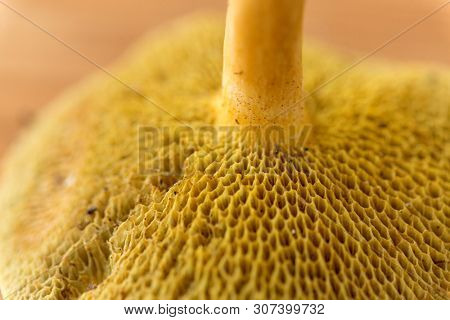 nature and environment concept - close up of suillus bovinus mushroom