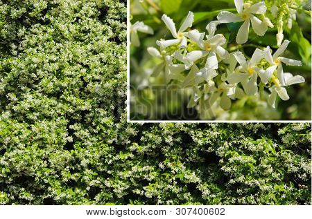 Jasminum Polyanthum. Jasmine Flower Bush And Close Up