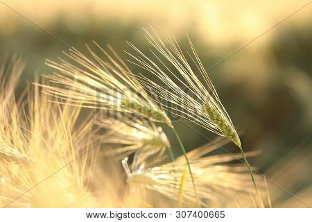 Ear of wheat Nature field dusk Nature background Nature background cereal Nature bread Nature background Macro Nature background sunset sun Nature background Nature background outdoor Nature background grain plant Nature background.
