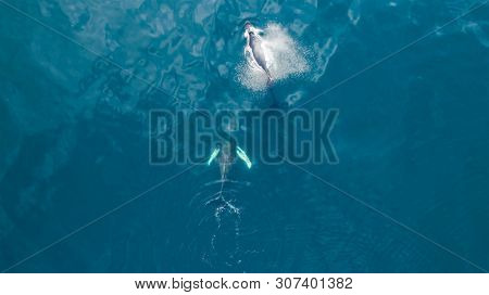 Aerial view of Humpback (Megaptera novaeangliae) whale, Iceland. Whale watching is one of the most popular activity in iceland.