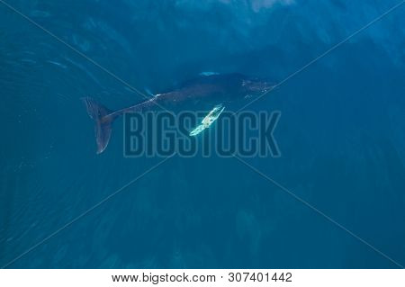 Aerial view of Humpback (Megaptera novaeangliae) whale, Iceland. Whale watching is one of the most popular activity in iceland.