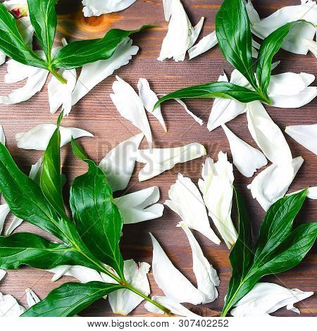 White Flower Petals And Green Leaves On A Dark Wooden Background. Square Frame, Flat Lay.