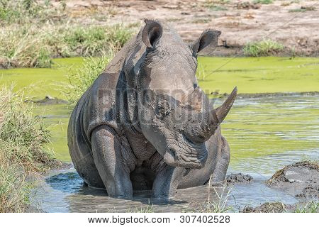 A White Rhino, Ceratotherium Simum Simum, Taking A Mudbath