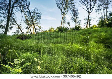 Horsetail Plants Growing In A Forest Under A Blue Sky With Trees In The Background