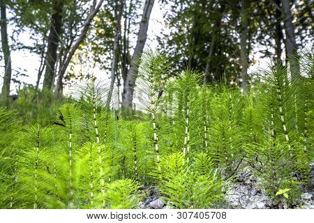 Green Horsetail Plants In White Clay In A Forest In Vibrant Green Colors