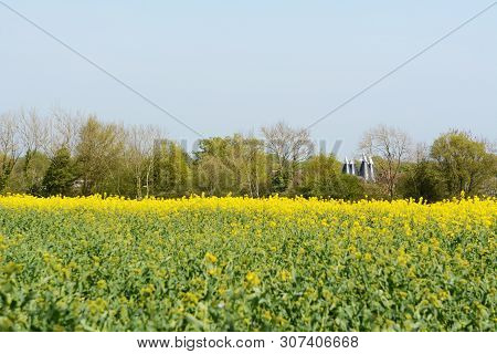 Kent Oast Houses With White Cowls Stand Between Trees Beyond A Farm Field Of Yellow Rapeseed In Spri