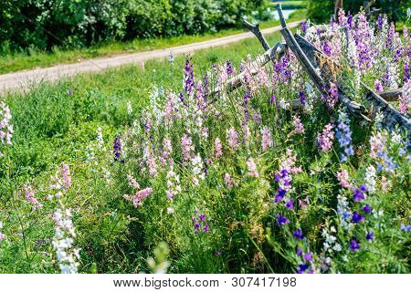 Beautifu Violet Delphinium Flowers Bloming In The Country