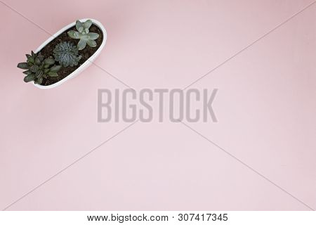 Succulents In A White Pot On A Pink Background Top View
