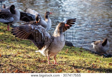 The Greylag Goose, Anser Anser Is A Species Of Large Goose In The Waterfowl Family Anatidae And The 
