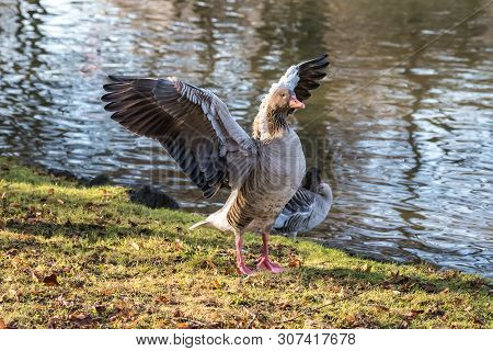 The Greylag Goose, Anser Anser Is A Species Of Large Goose In The Waterfowl Family Anatidae And The 