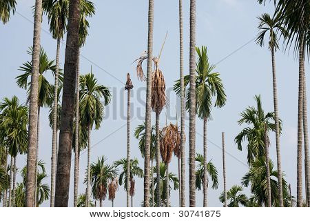 Betel Palm