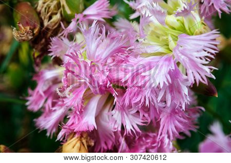 Rose Flower Dianthus Plumarius In The Garden.