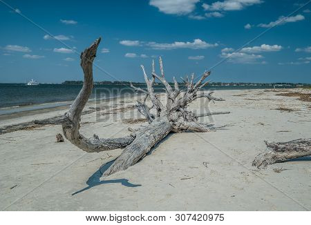 A Very Weathered Fallen Tree Decaying On The Beach On A Sunny Afternoon At Jekyll Island, Georgia Co