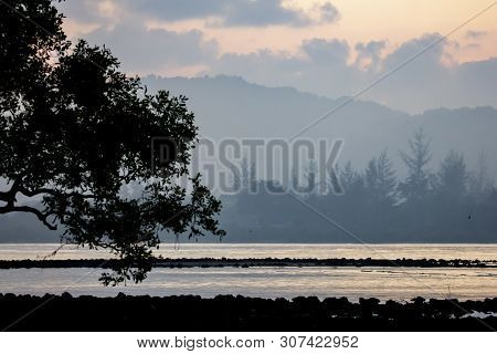The Seaside Atmosphere At The Early Morning. First Light Before Sunrise. Mangrove Forest.