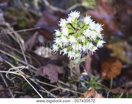 Close Up Of Small White Forest Flower. Spring Plants In The Forest. Selective Fucus