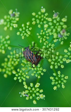 Red-black Bugs In The Garden On An Umbrella Of Inflorescences Parsley On A Green Background.