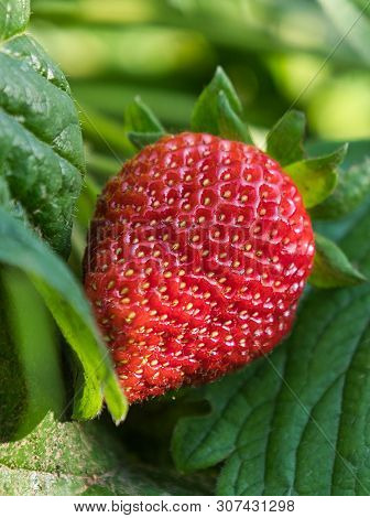 Red Ripe Strawberry On Green Leaves. Dessert.