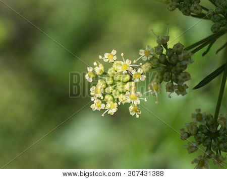 Parsley Inflorescence On A Green Summer Background.
