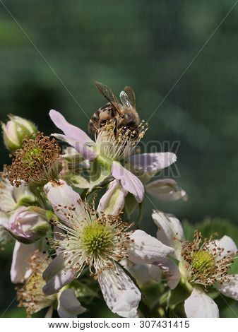 A Bee Collects Nectar On A Blossoming Apple Tree Branch In Spring.