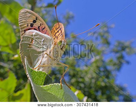 A Butterfly Sits On A Leaf Against The Backdrop Of Green And Blue Sky. Macro.