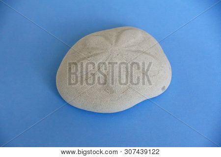 A Sea Biscuit On A Blue Background.