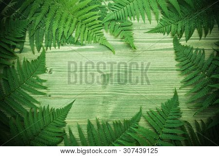 Green Polypody Fern. Midsummer Day Background With Free Space