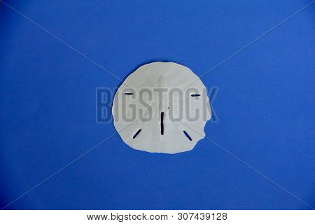 A Sand Dollar On A Blue Background.