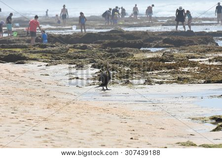 Cape Cormorant On Crowded Beach (phalacrocorax Capensis), Mossel Bay, South Africa