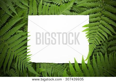 Green Polypody Fern. Midsummer Day Background With Free Space