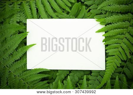 Green Polypody Fern. Midsummer Day Background With Free Space