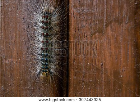 Caterpillar With Red And Blue Markings