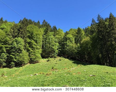 Pastures And Mixed Forests In The Valley Of Wagital Or Waegital And By The Alpine Lake Wagitalersee 