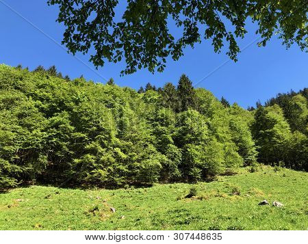 Pastures And Mixed Forests In The Valley Of Wagital Or Waegital And By The Alpine Lake Wagitalersee 