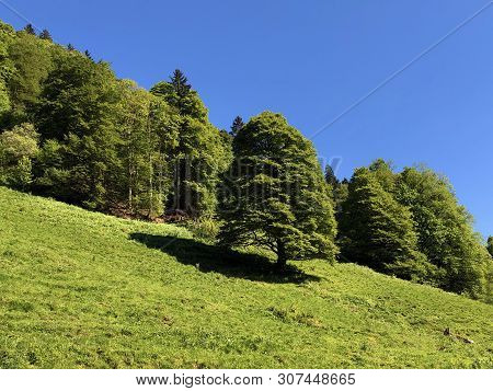 Pastures And Mixed Forests In The Valley Of Wagital Or Waegital And By The Alpine Lake Wagitalersee 