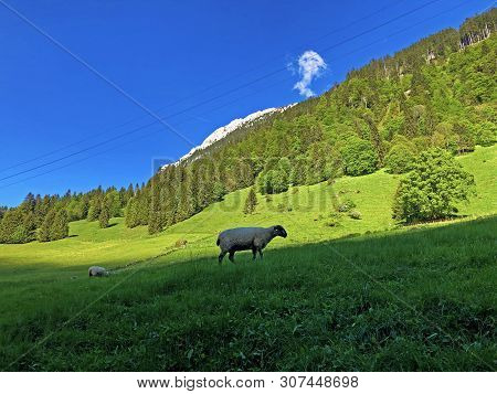 Pastures And Mixed Forests In The Valley Of Wagital Or Waegital And By The Alpine Lake Wagitalersee 