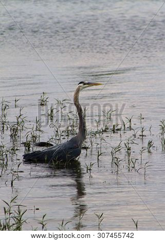 Great Blue Heron - Ardea Herodias Wading In Shallow Water Of Tennessee River Decatur Alabama