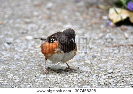 A Closeup Of Spotted Towhee Perched On The Ground.
Burnaby Lake Bc Canada
