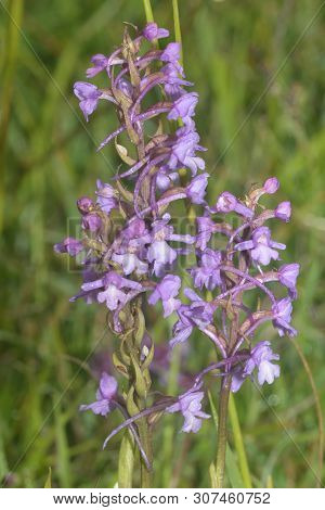 Common Fragrant Orchid - Gymnadenia Conopsea
Two Flowers