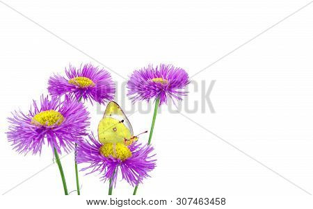 Butterfly Pale Clouded Yellow On A Flowers. Beautiful Yellow Butterfly On Flowers Isolated On A Whit