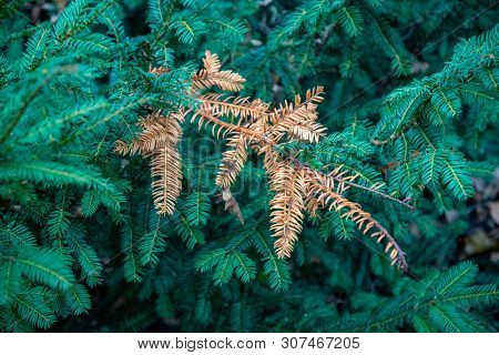 Conifer Tree Branches And Single Dry Twig With Brown Dried Needles Closeup On Green Fir Background. 