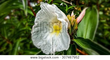 White Crepe Ginger Flower In The Forest