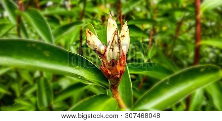 Crepe Ginger Plants Still Small In The Forest