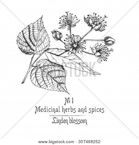 Set Of Linden Blossom Hand Drawn Patterns With Flowwer, Lives And Branch In Black Color On White Bac
