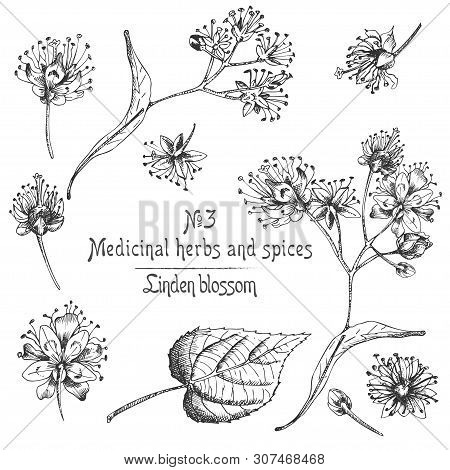 Set Of Linden Blossom Hand Drawn Patterns With Flowwer, Lives And Branch In Black Color On White Bac