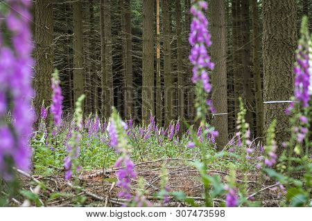 Blooming Red Foxglove In The Forest Among Coniferous Trees