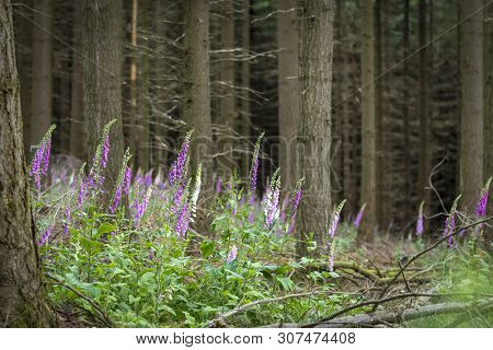 Blooming Red Foxglove In The Forest Among Coniferous Trees