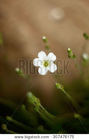 White Flowers On Blurred Background Macro. Defocused Vintage Lences Shoot.